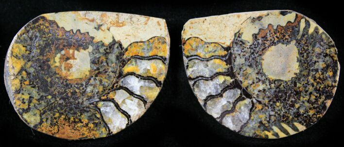 Iron Replaced Ammonite Fossil Pair #27497